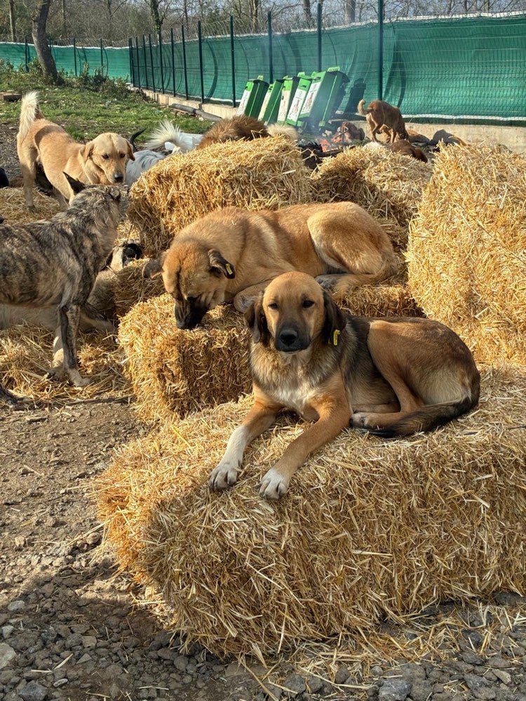 Puppies sheltering on straw bales