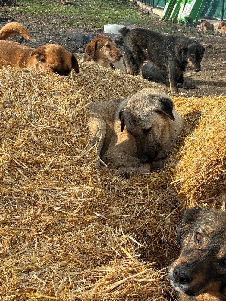 A mother and her puppies on straw