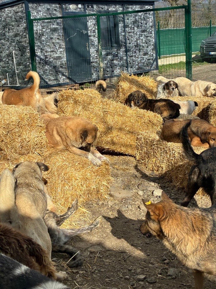 The straw bales where many of them sleep
