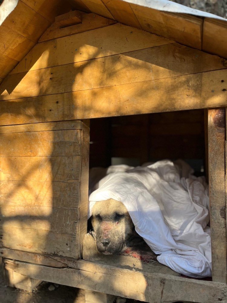 A dog sheltering out of the weather