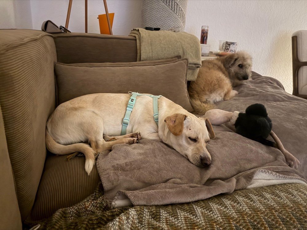 A dog resting somewhere warm