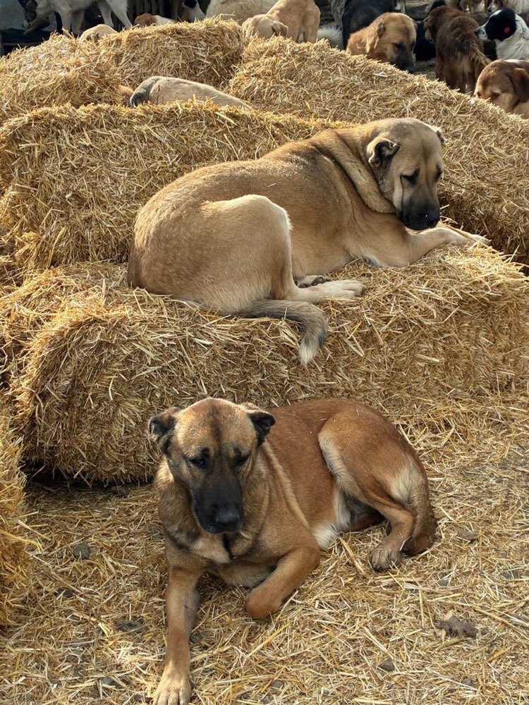 Puppies in the sun
