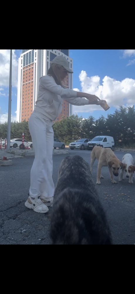 Istanbul: feeding the street dogs