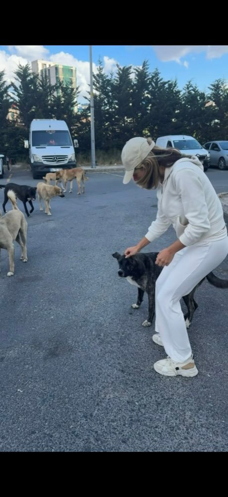 Istanbul: feeding the street dogs