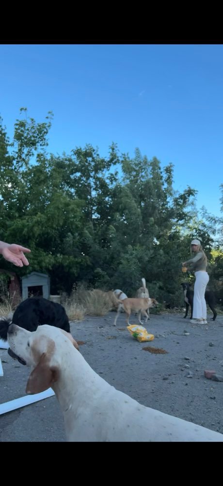 Istanbul: feeding the street dogs