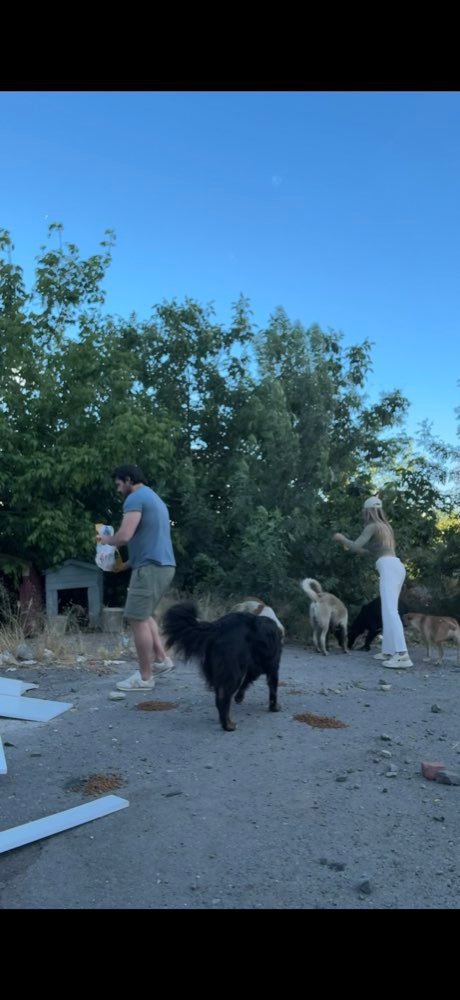 Istanbul: feeding the street dogs