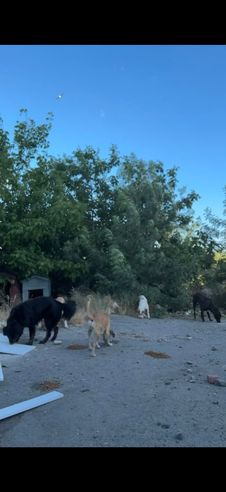 Istanbul: feeding the street dogs