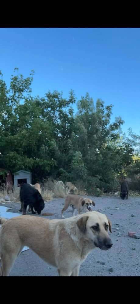 Istanbul: feeding the street dogs