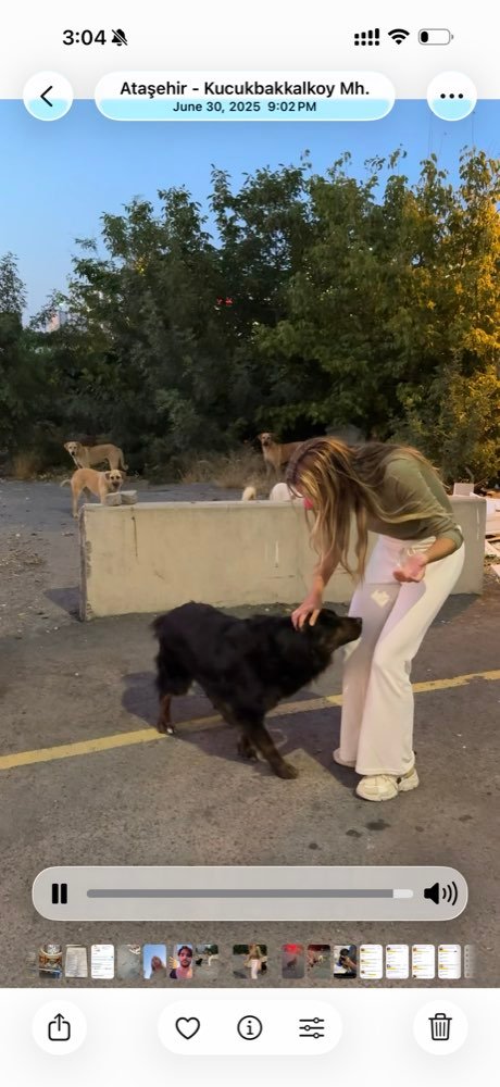 Istanbul: feeding the street dogs