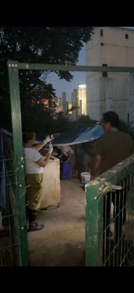 Istanbul: feeding the street dogs