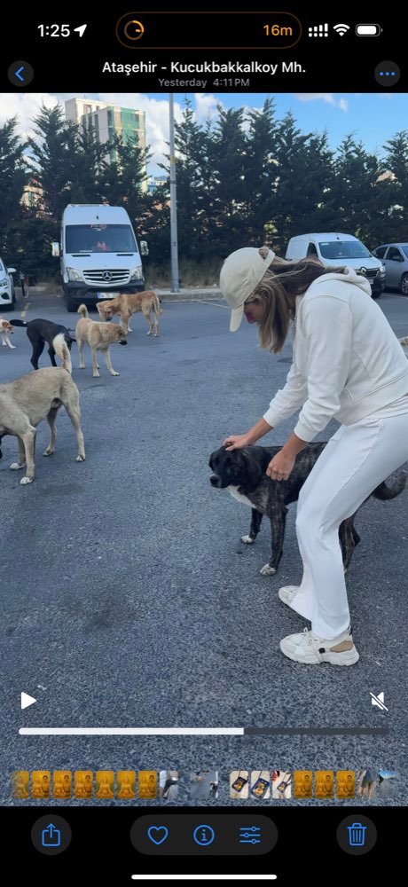 Istanbul: feeding the street dogs