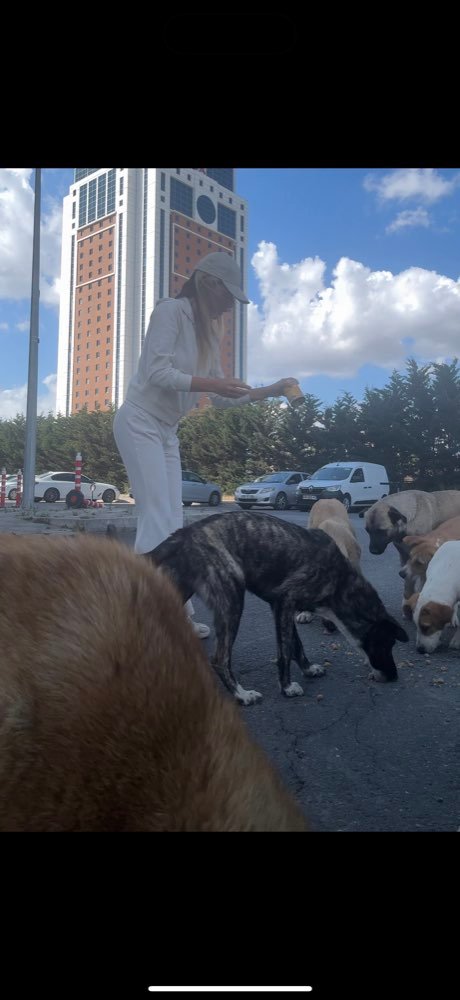 Istanbul: feeding the street dogs